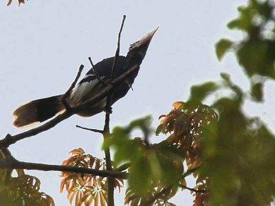 Brown-cheeked Hornbill, Atewa Hills, Ghana