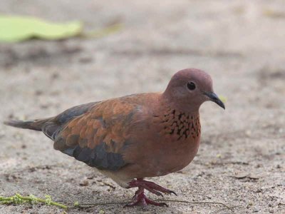 Laughing Dove, Hans Cottage, Ghana