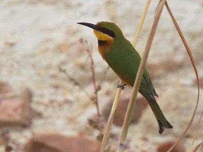 Little Bee-eater, Tono Dam, Ghana