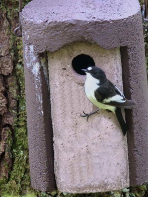 Pied Flycatcher, Ross Wood-Loch Lomond, Clyde