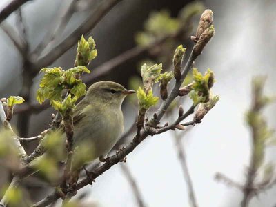 Willow Warbler, Ross Wood-Loch Lomond, Clyde