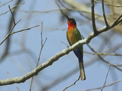 Red-throated Bee-eater, Mole NP, Ghana