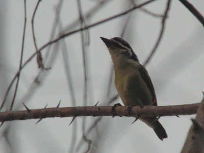 Yellow-throated Tinkerbird, Kakum NP, Ghana