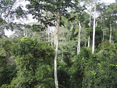 Forest view from the Canopy Walkway, Kakum NP, Ghana