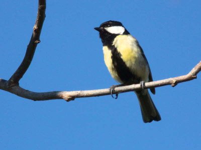 Great Tit, Dalyan, Turkey