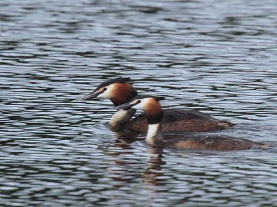 Great Crested Grebe, Bishop Loch-Glasgow, Clyde