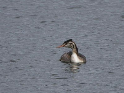 Great Crested Grebe, Hogganfield Loch-Glasgow, Clyde