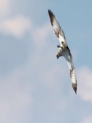 Osprey, Loch Lomond, Clyde