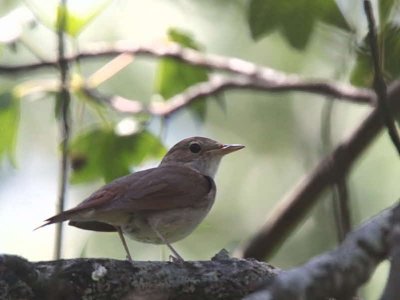 Nightingale, Amber Forest near Dalyan, Turkey