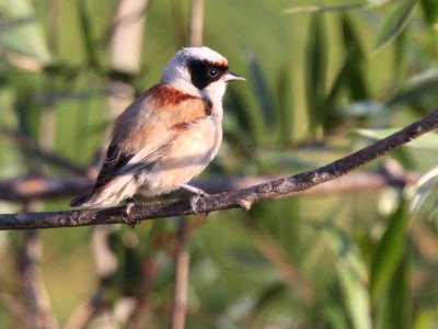 Penduline Tit, Dalyan, Turkey