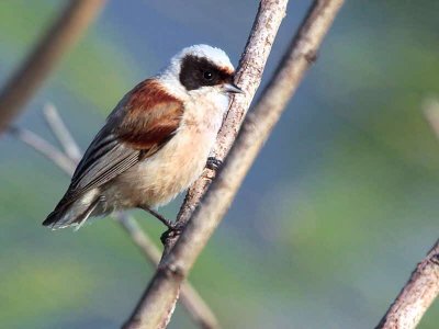 Penduline Tit, Dalyan, Turkey