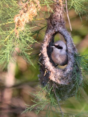 Penduline Tit, Dalyan, Turkey