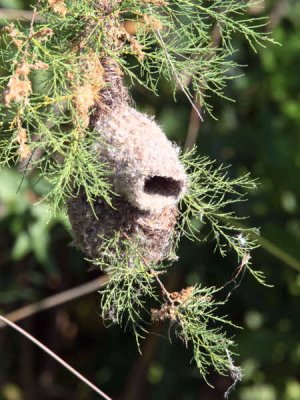 Penduline Tit, Dalyan, Turkey