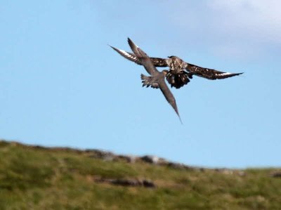 Great & Arctic Skua, Handa Island
