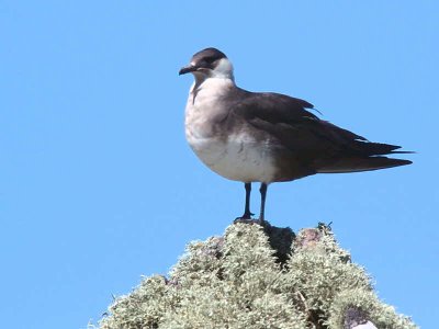 Pale phase Arctic Skua, Handa Island SWT Nature Reserve