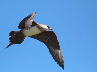 Pale phase Arctic Skua, Handa Island SWT Nature Reserve