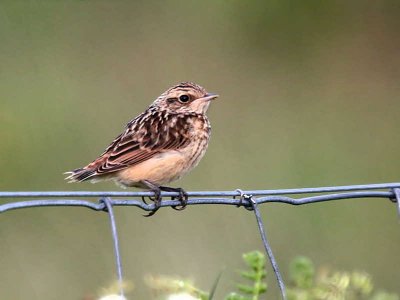 Whinchat (juvenile), Scourie, Sutherland
