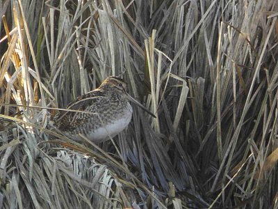 Common Snipe, Baron's Haugh RSPB, Clyde