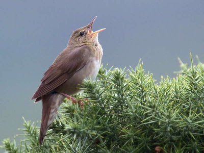 River Warbler, Applecross, Highland