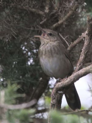 River Warbler, Applecross, Highland