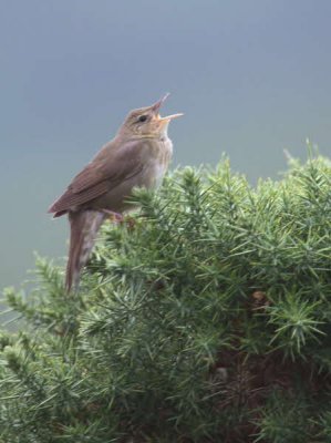 River Warbler, Applecross, Highland