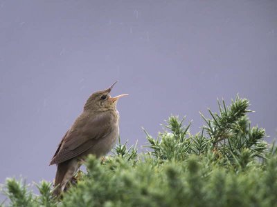 River Warbler, Applecross, Highland