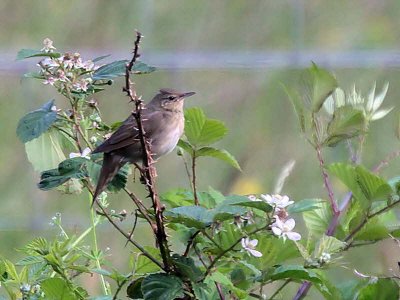 River Warbler, Applecross, Highland