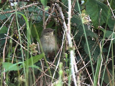 River Warbler, Applecross, Highland