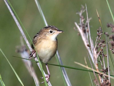 Zitting Cisticola, Dalyan, Turkey