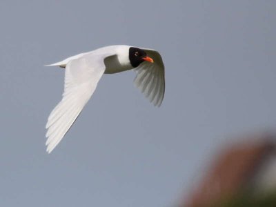 Mediterranean Gull (adult summer), Buckhaven, Fife