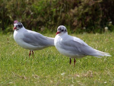 Mediterranean Gulls (2nd summer), Buckhaven, Fife