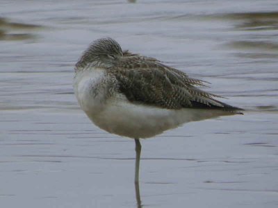 Greenshank, Finlaystone Point, Clyde