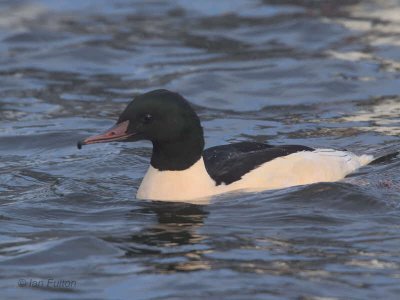 Goosander (male), Hogganfield Loch, Glasgow
