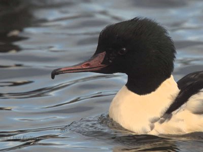 Goosander (male), Hogganfield Loch, Glasgow