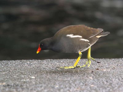 Moorhen, Hogganfield Loch, Glasgow