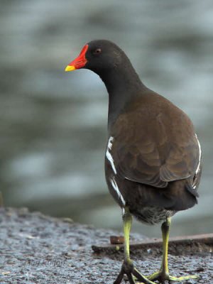 Moorhen, Hogganfield Loch, Glasgow