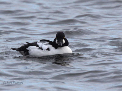 Goldeneye, Hogganfield Loch, Glasgow