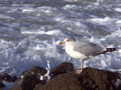 Herring Gull, Stevenston Point, Ayrshire