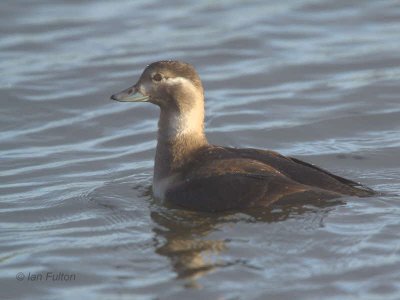 Long-tailed Duck, Hogganfield Loch, Glasgow
