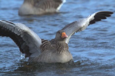 Greylag Goose, Hogganfield Loch, Glasgow