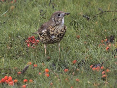 Mistle Thrush, Baillieston, Glasgow