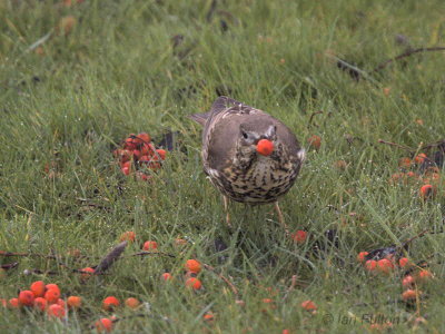 Mistle Thrush, Baillieston, Glasgow