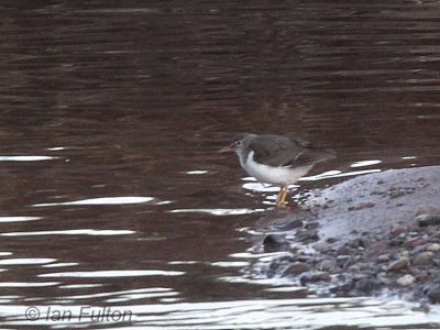 Spotted Sandpiper, Endrick Water, Clyde