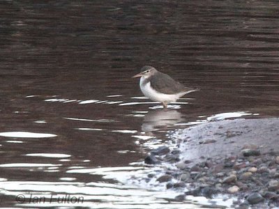 Spotted Sandpiper, Endrick Water, Clyde