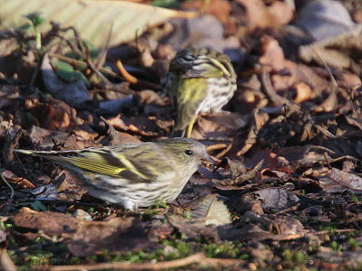 Siskin, Balmaha-Loch Lomond, Clyde