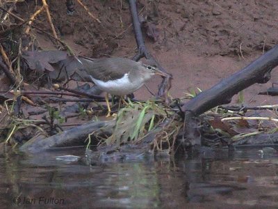 Spotted Sandpiper, Endrick Water, Clyde