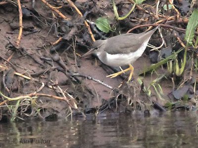 Spotted Sandpiper, Endrick Water, Clyde