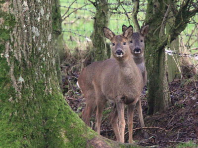 Roe Deer, near Balmaha-Loch Lomond