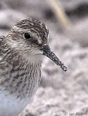 Baird's Sandpiper, White Sands, Lothian