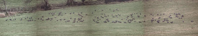 Greenland White-fronted Geese, Loch Lomond NNR, Clyde